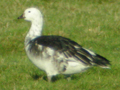 Barnacle Goose x Snow Goose hybrid